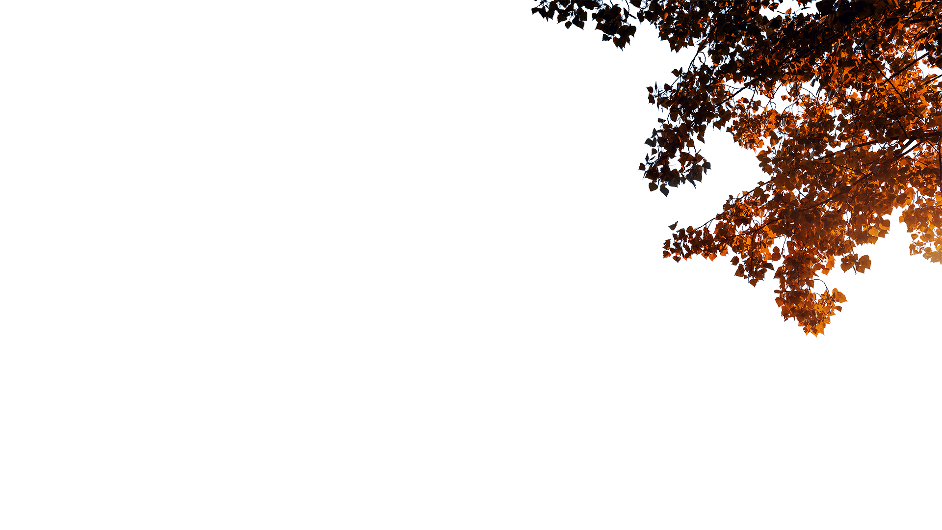 right-leaves